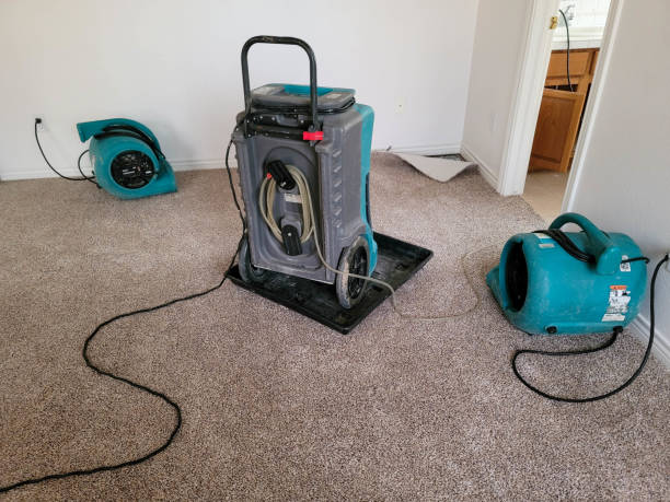 Best Mold removal after water damage  in Wilson, AR