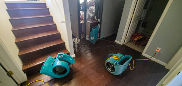 Best Water damage contractors near me  in Wilson, AR